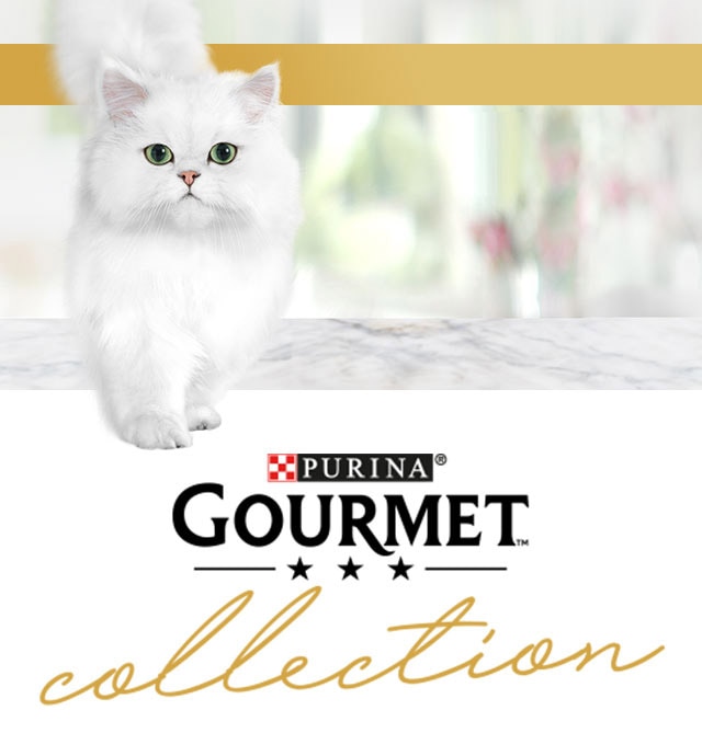 Gato blanco Gourmet