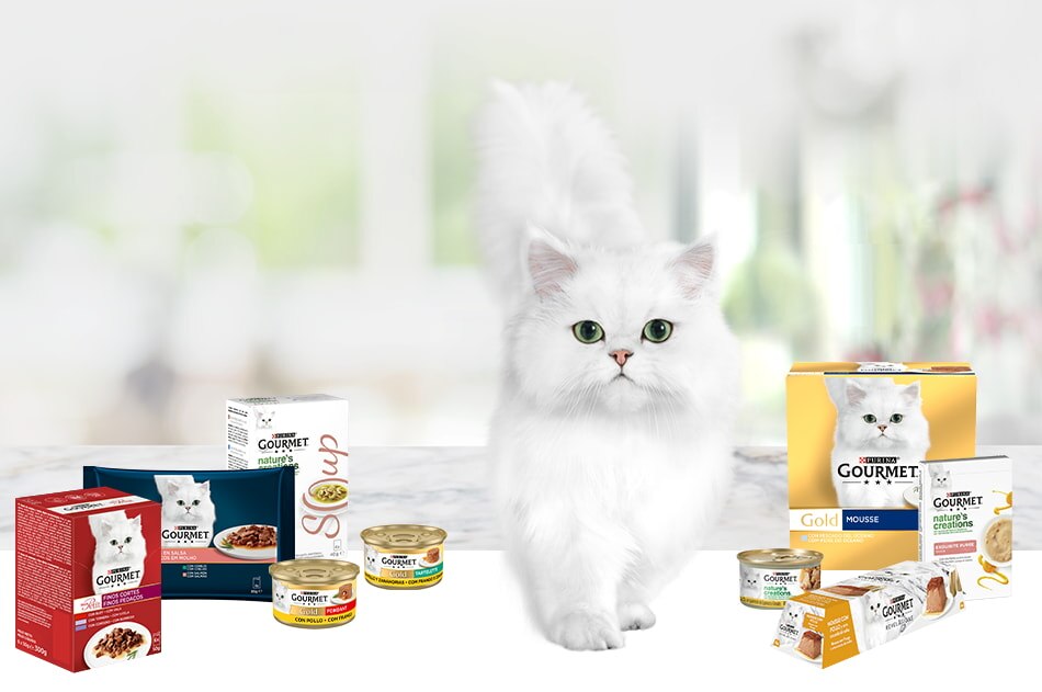 Gato blanco Gourmet