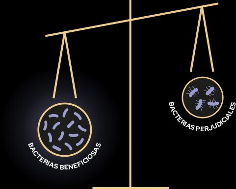 Icono de una balanza de una bacteria beneficiosa que pesa más que una bacteria perjudicial